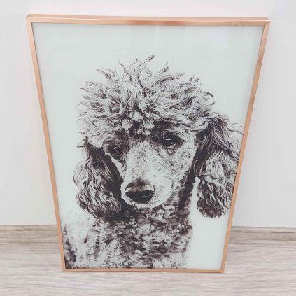 Zarámovaný obraz Pes Pudl 60x40cm Kare
