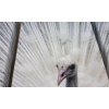 Podsvícený 3dílný obraz Ledda Peafowl_3