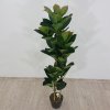 Umělá rostilina v květináči 134 cm FICUS ELASTICA